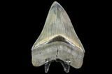 Serrated, Fossil Megalodon Tooth - Georgia #104980-1